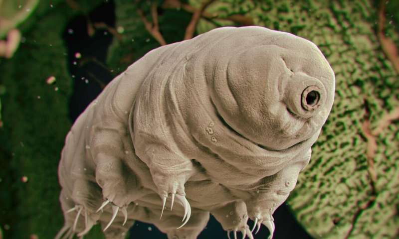tardigradesw